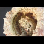 Birth of the Melt detail 7x10 in.jpg